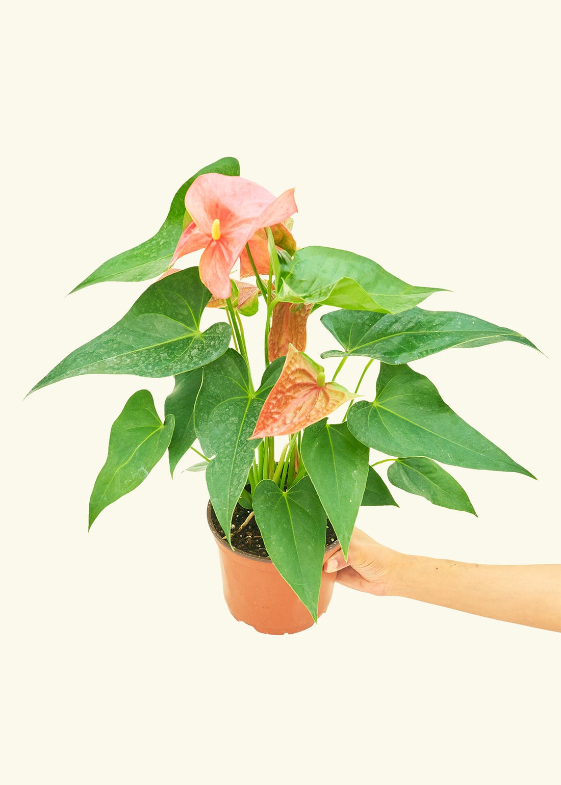 Medium Anthurium &