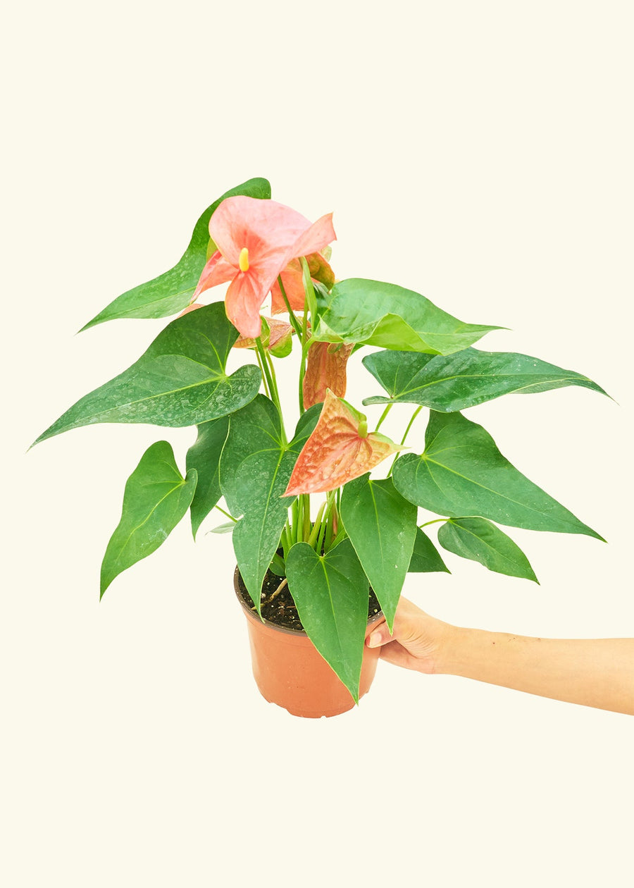 Medium Anthurium 'Pink Flamingo' in a grow pot.