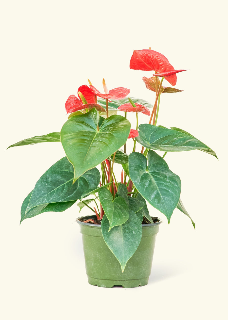 Medium Anthurium 'Red Flamingo' in a grow pot.