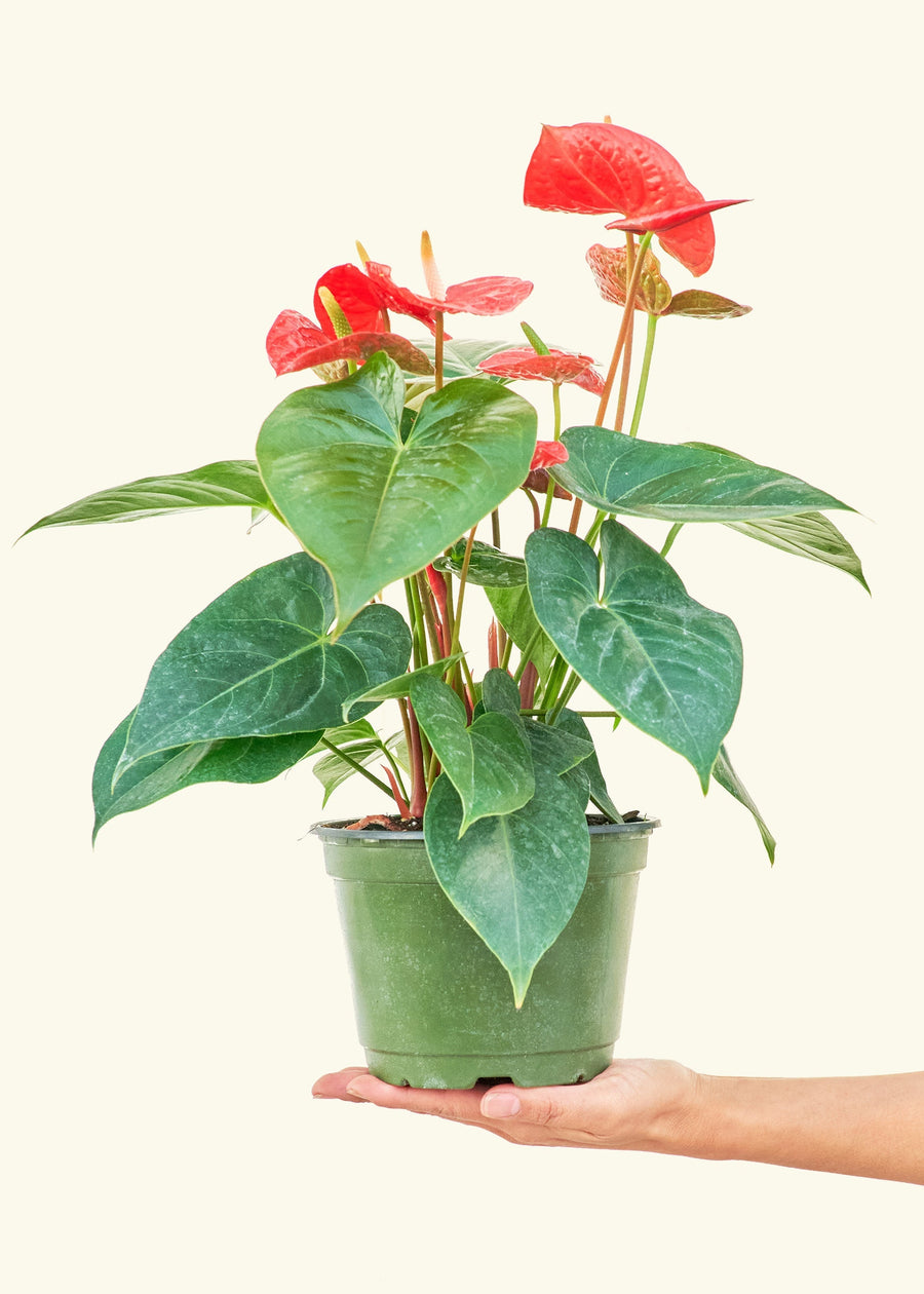 Medium Anthurium 'Red Flamingo' in a grow pot.