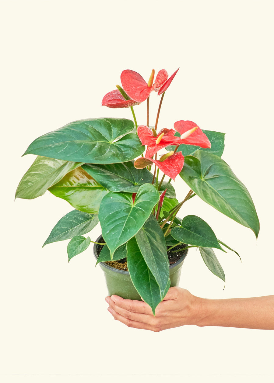 Medium Anthurium 'Red Flamingo' in a grow pot.