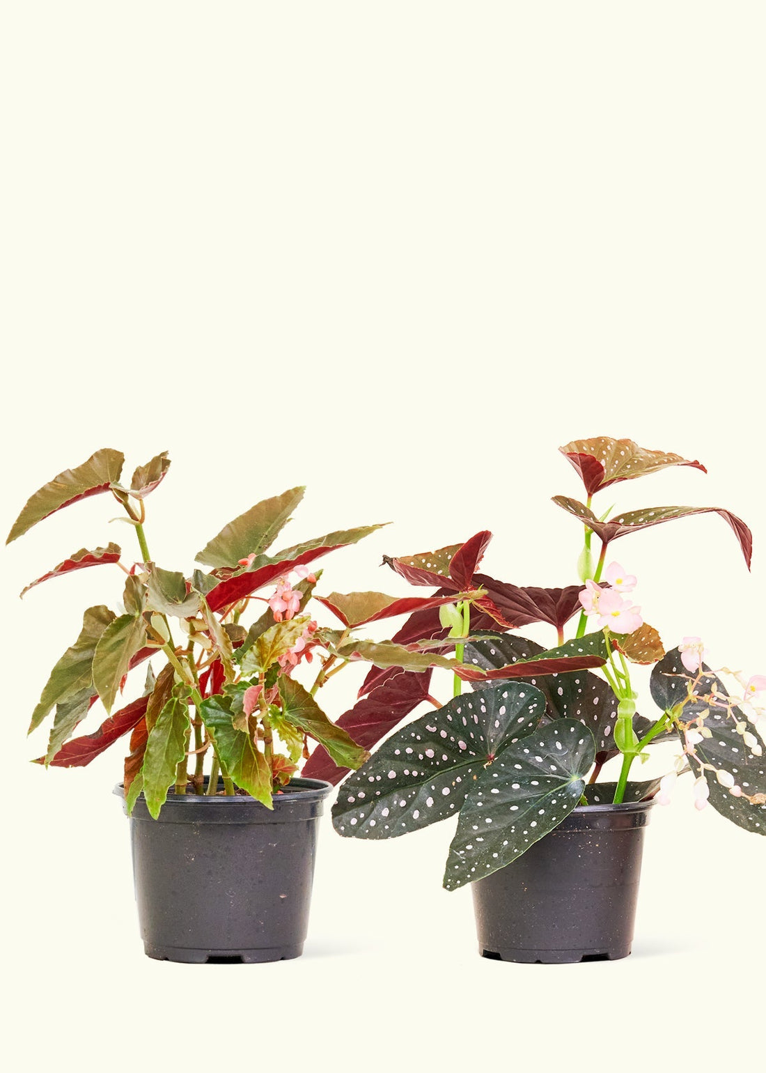 Two 6" begonia &