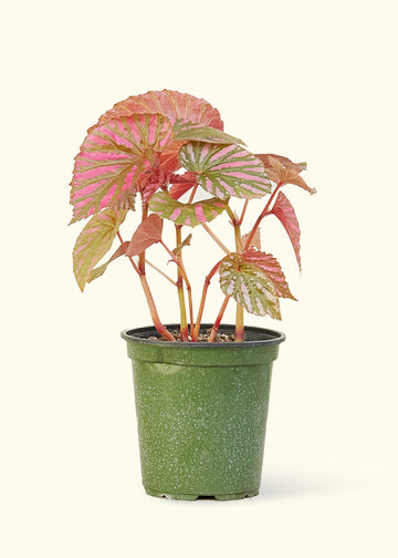 Medium Begonia Exotica in a grow pot.