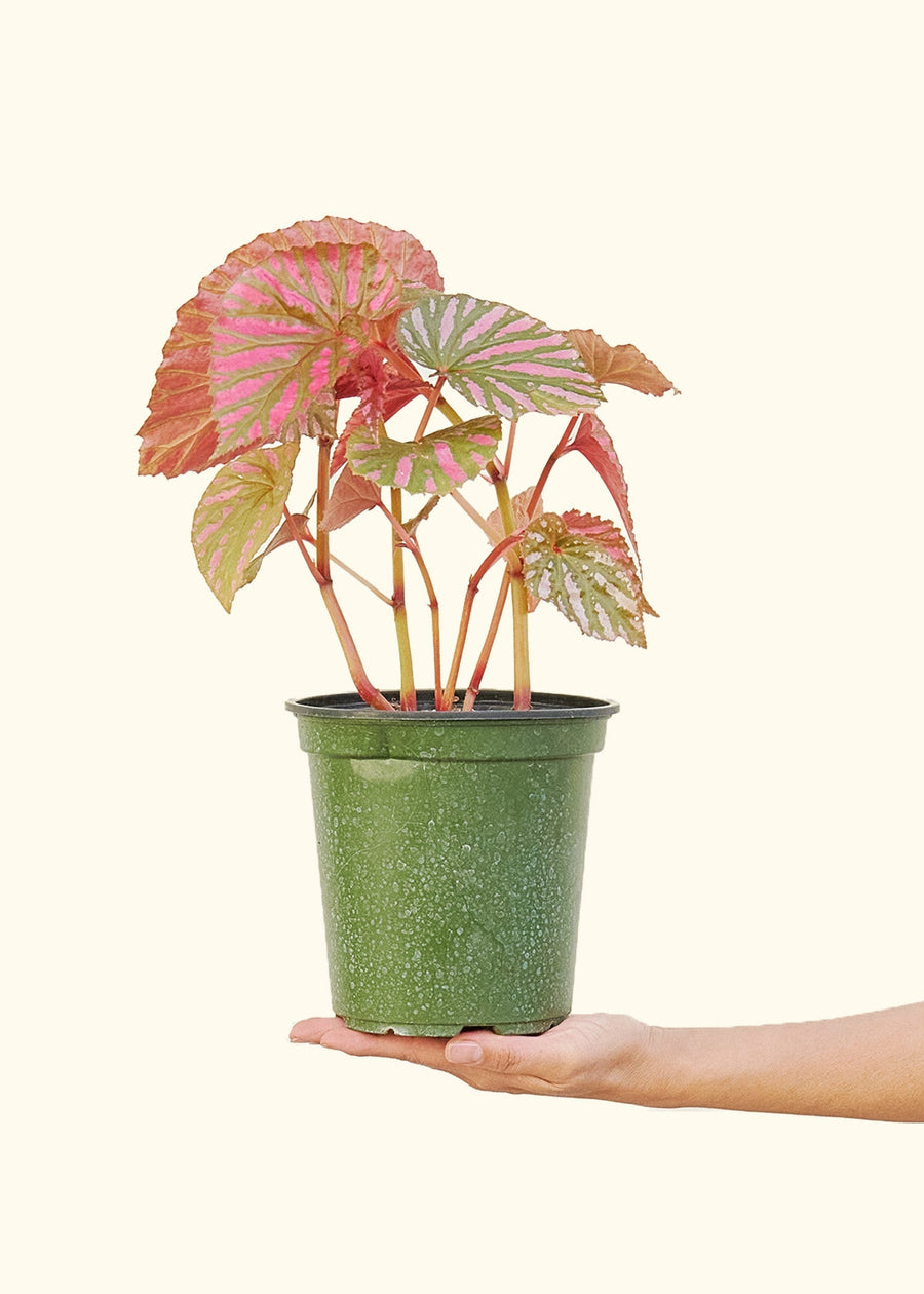 Medium Begonia Exotica in a grow pot.