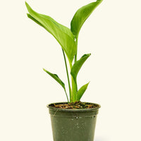 Medium White Bird of Paradise (Strelitzia nicolai)