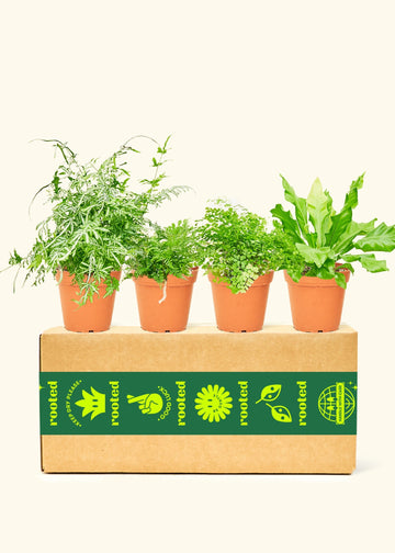 Assorted Fern Box, Medium