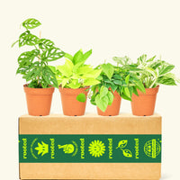 Trailing Plant Box