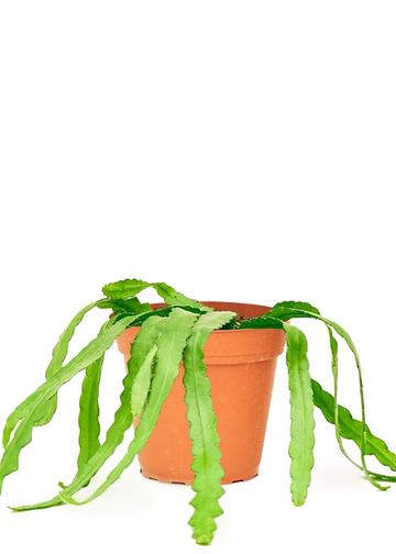 Medium Fishbone Cactus in a grow pot