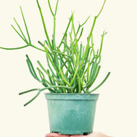 Medium Pencil Cactus (Euphorbia tirucalli)