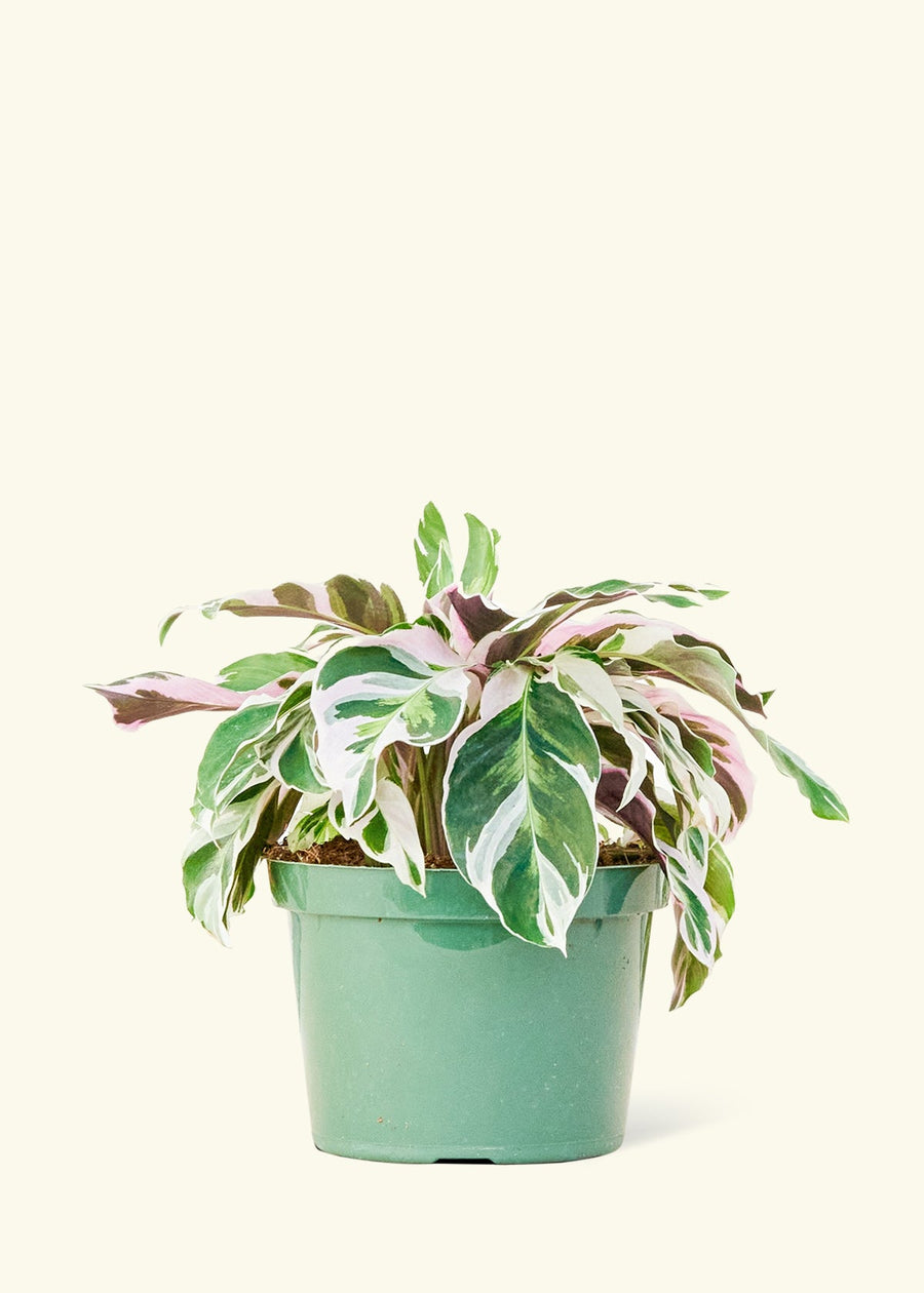 Medium calathea fusionwhite in a grow pot.