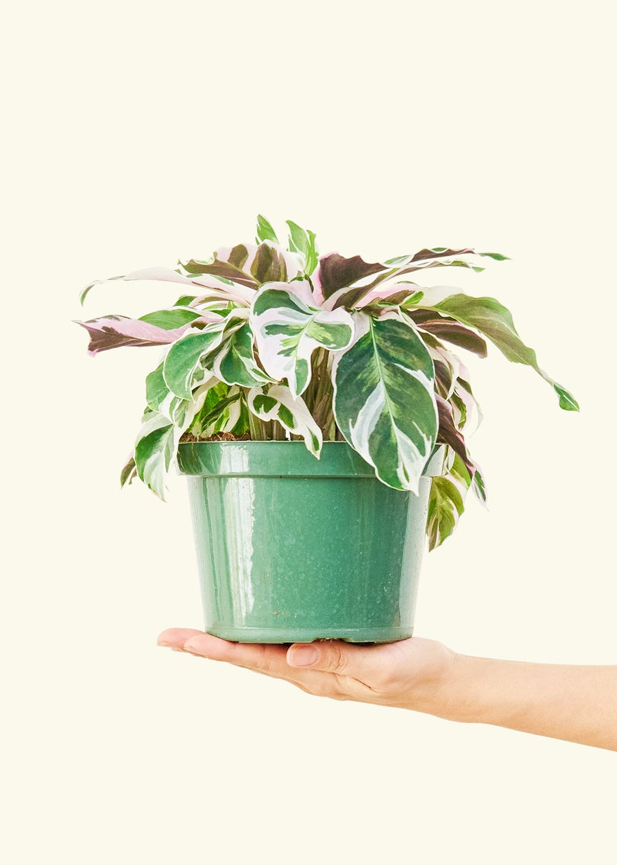 Medium calathea fusionwhite in a grow pot.