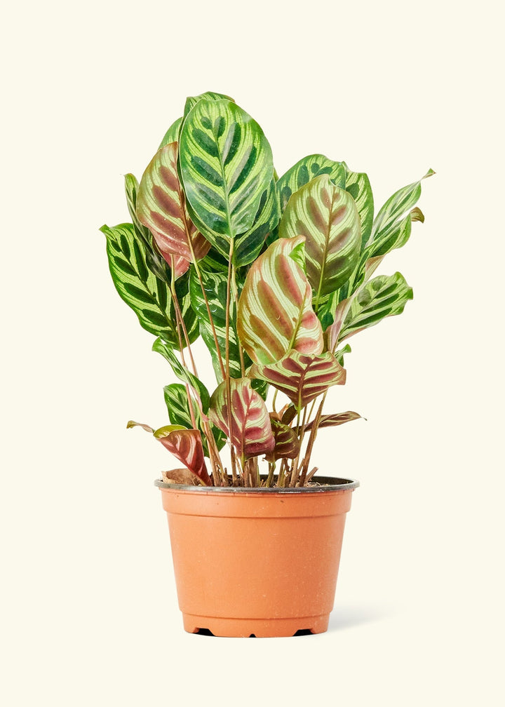 Medium Peacock Plant (Calathea makoyana)