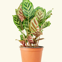 Medium Peacock Plant (Calathea makoyana)