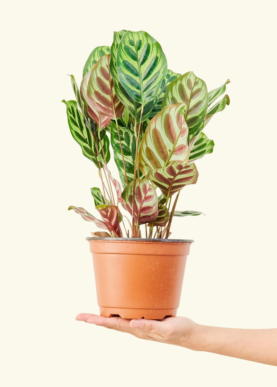 Medium Peacock Plant (Calathea makoyana)