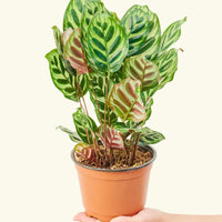 Medium Peacock Plant (Calathea makoyana)