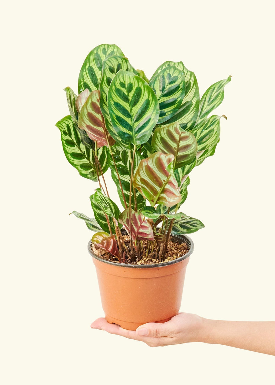 Medium Peacock Plant (Calathea makoyana)