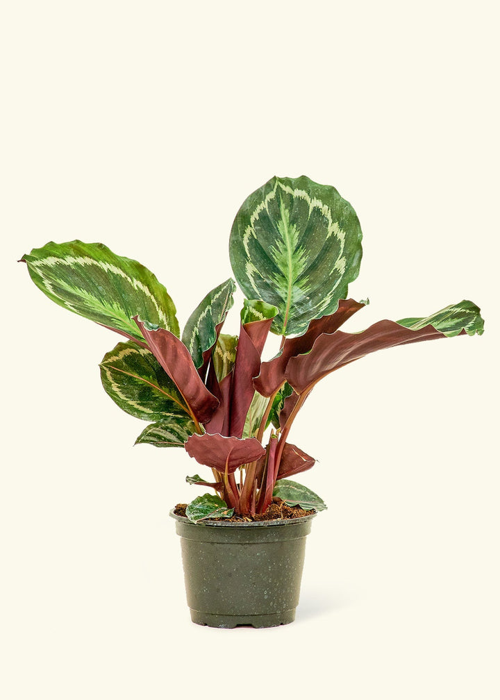 Medium Calathea 'Medallion' in a grow pot