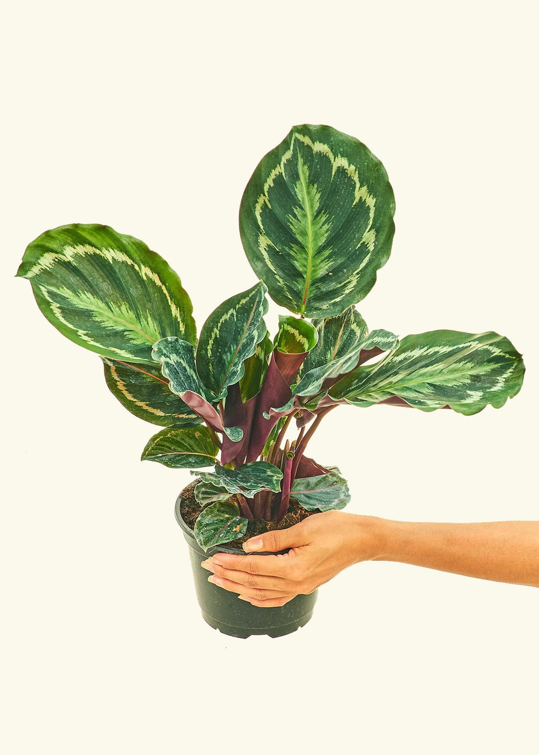 Medium Calathea &