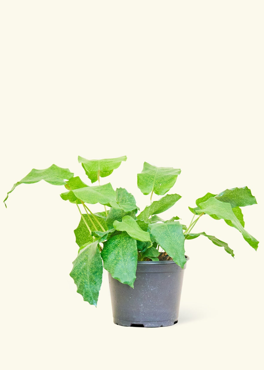 Medium Calathea musaica (Goeppertia kegeljanii) in grow pot