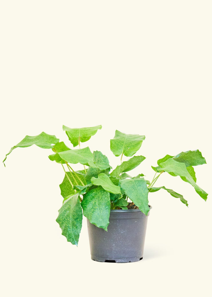 Small Calathea Musaica in a grow pot