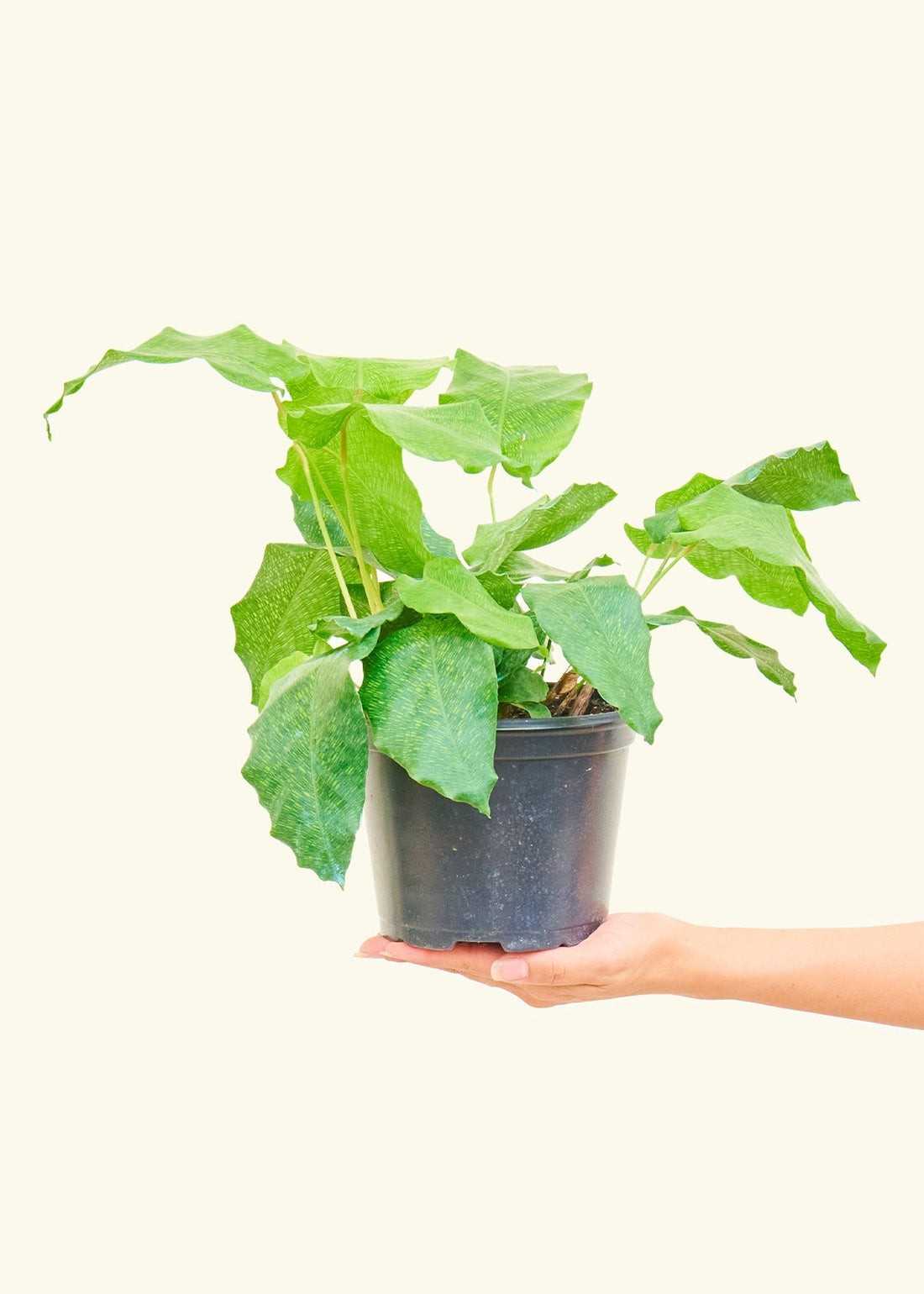 Small Calathea Musaica in a grow pot