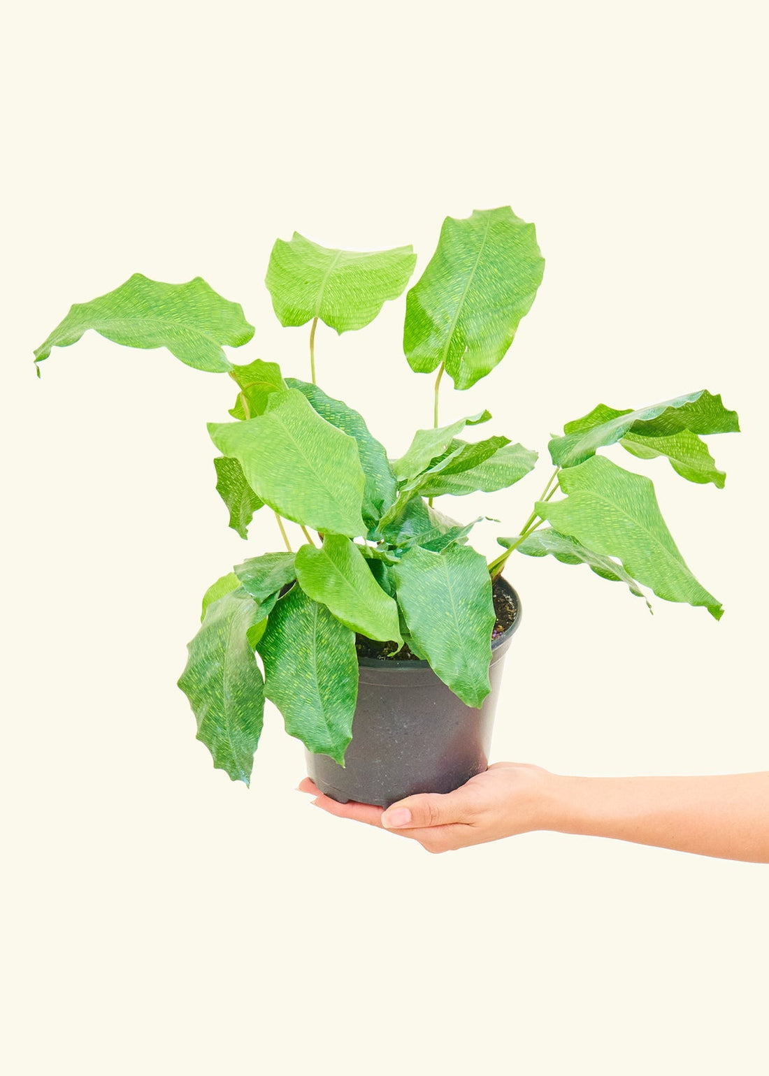 Medium Calathea musaica (Goeppertia kegeljanii) in grow pot