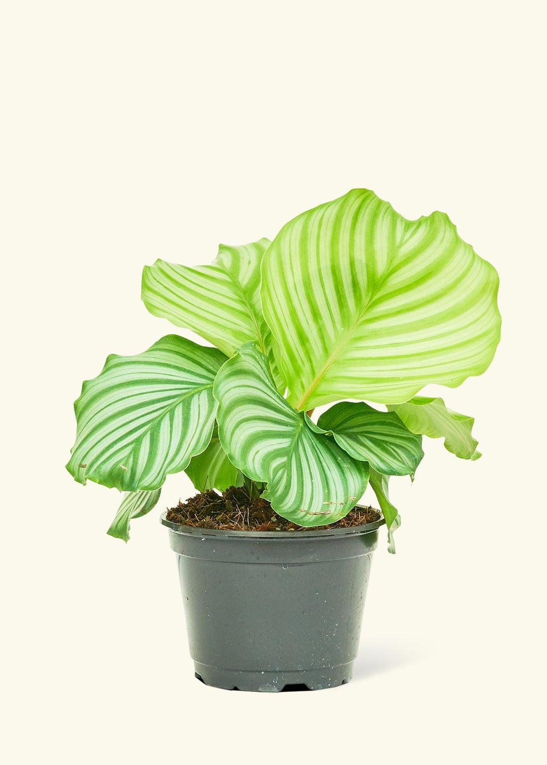 Medium Orbit Peacock Plant (Calathea orbifolia)