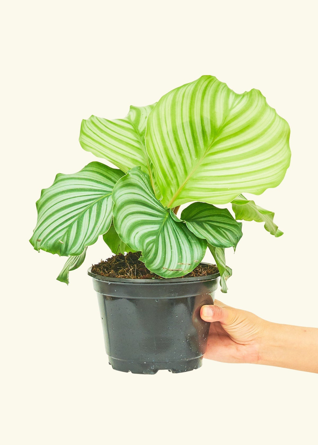 Medium Orbit Peacock Plant (Calathea orbifolia)