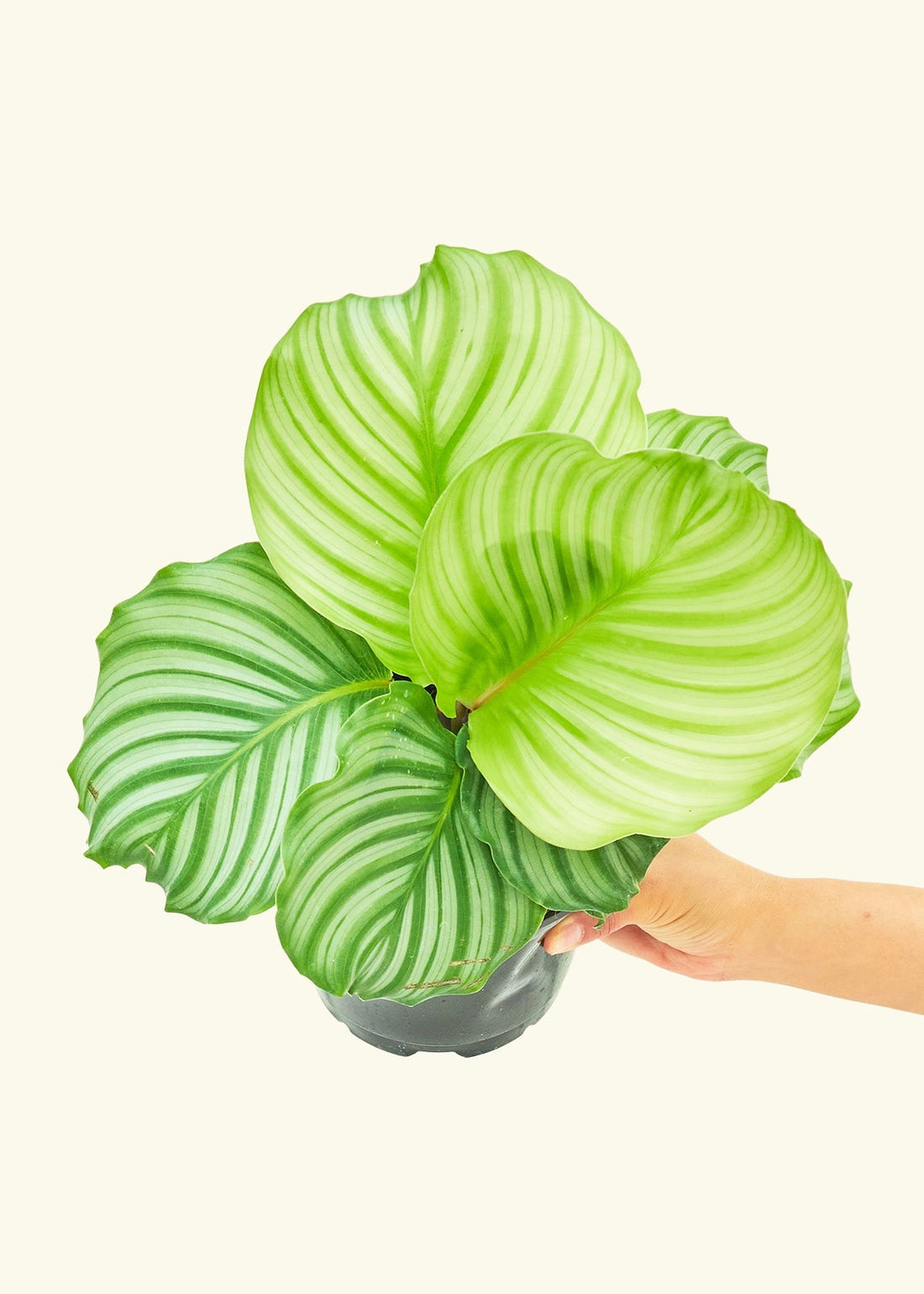 Medium Orbit Peacock Plant (Calathea orbifolia)