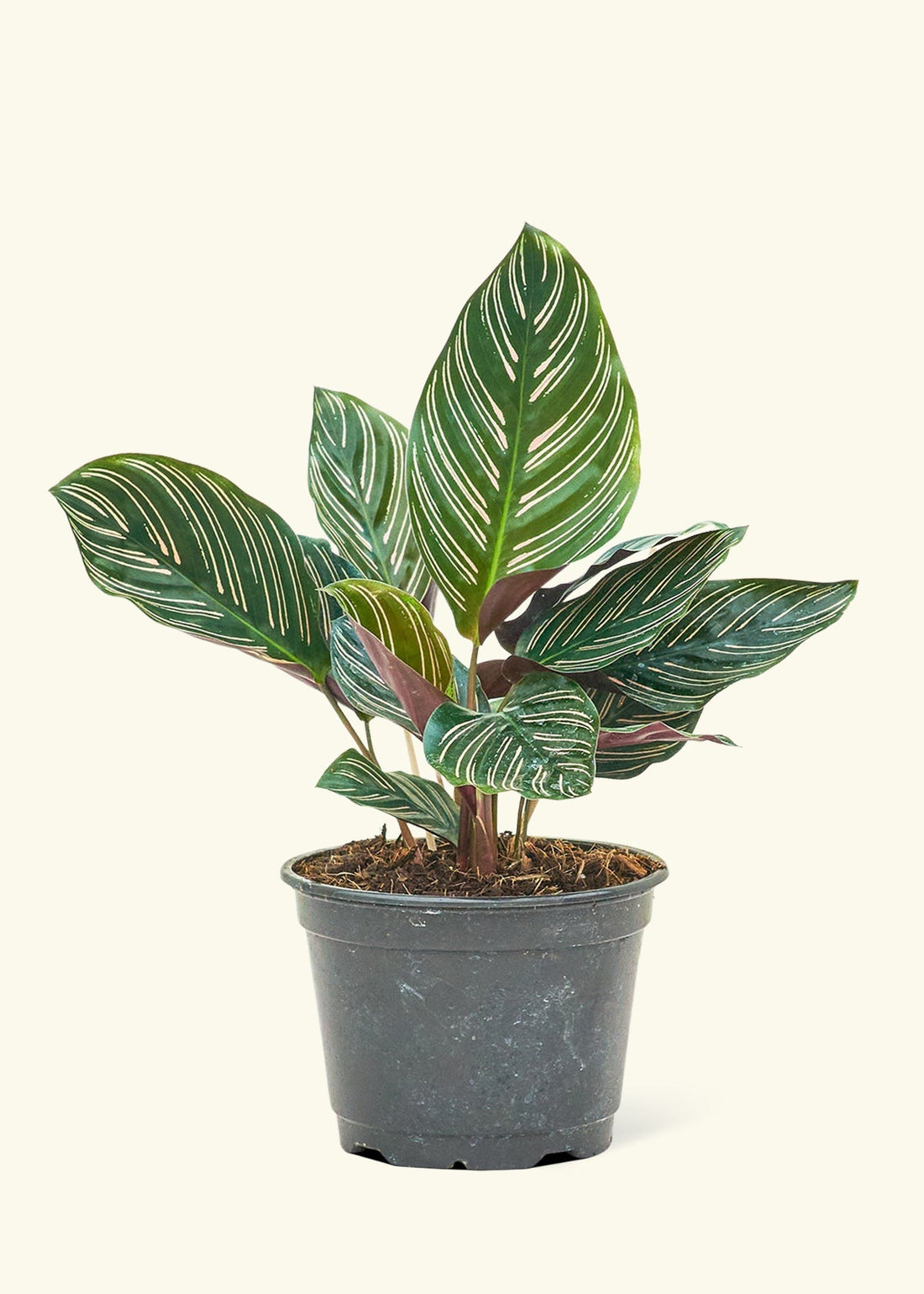 Medium Calathea &