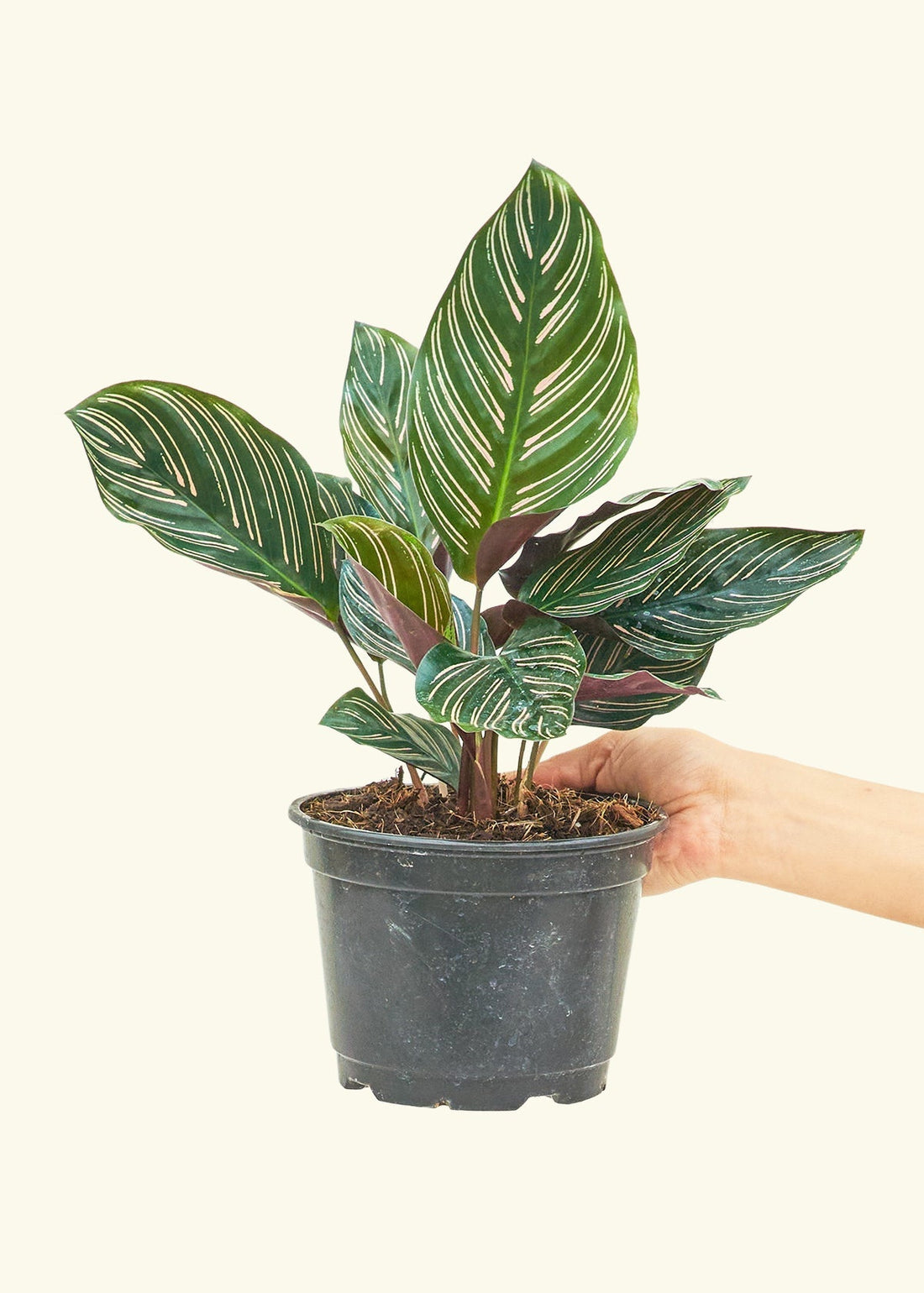 Medium Calathea &