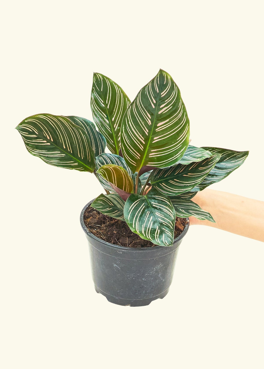 Medium Calathea &