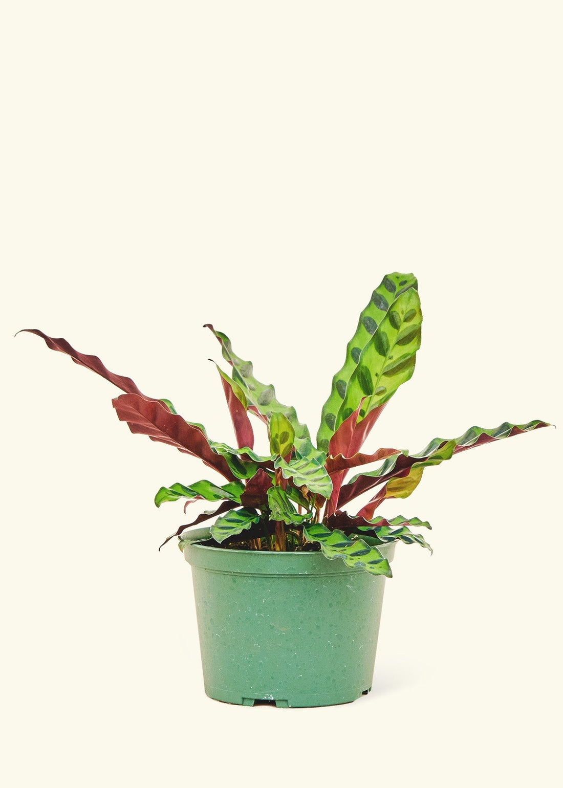 Medium Calathea &