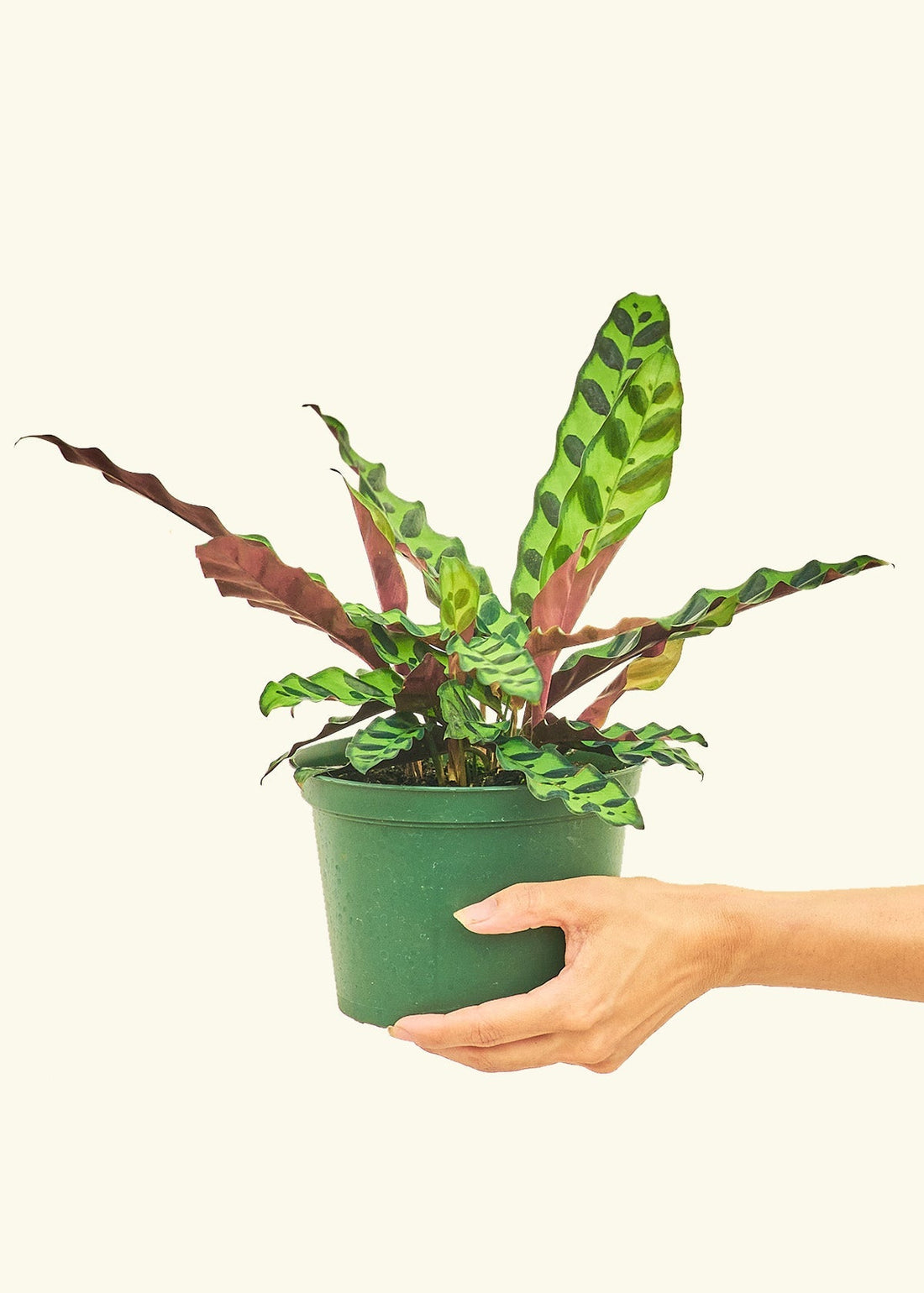 Medium Calathea &