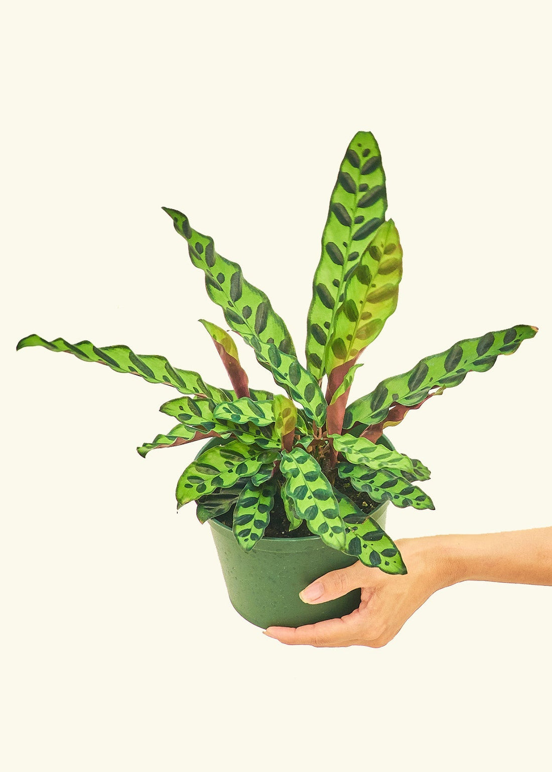 Medium Calathea &