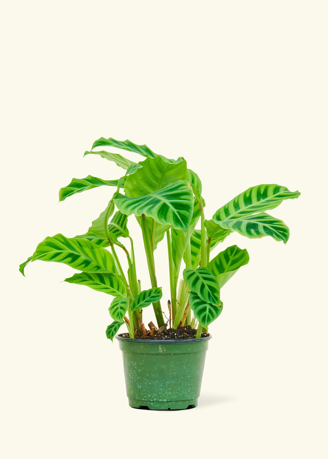 Medium Zebra Calathea (Calathea zebrina)