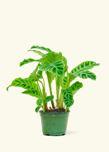 Medium Zebra Calathea (Calathea zebrina)