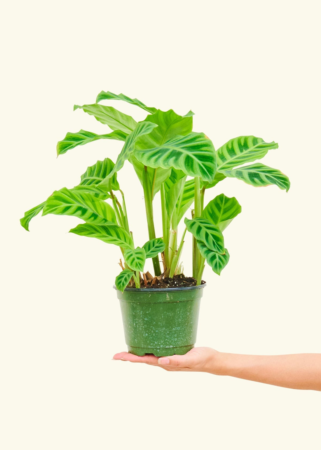 Medium Zebra Calathea (Calathea zebrina)