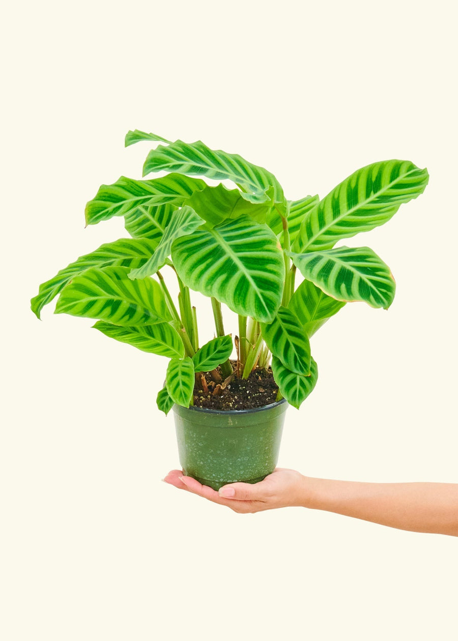 Medium Zebra Calathea (Calathea zebrina)