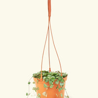 Medium String of Hearts (Ceropegia woodii)