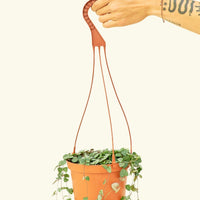 Medium String of Hearts (Ceropegia woodii)