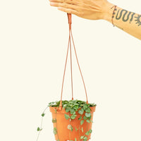 Medium String of Hearts (Ceropegia woodii)