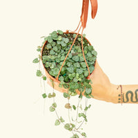 Medium String of Hearts (Ceropegia woodii)