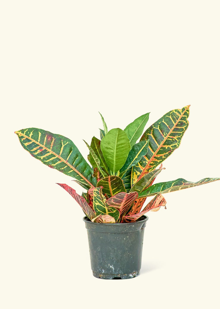 Medium Croton 'Petra' (Codiaeum variegatum 'petra') in grow pot