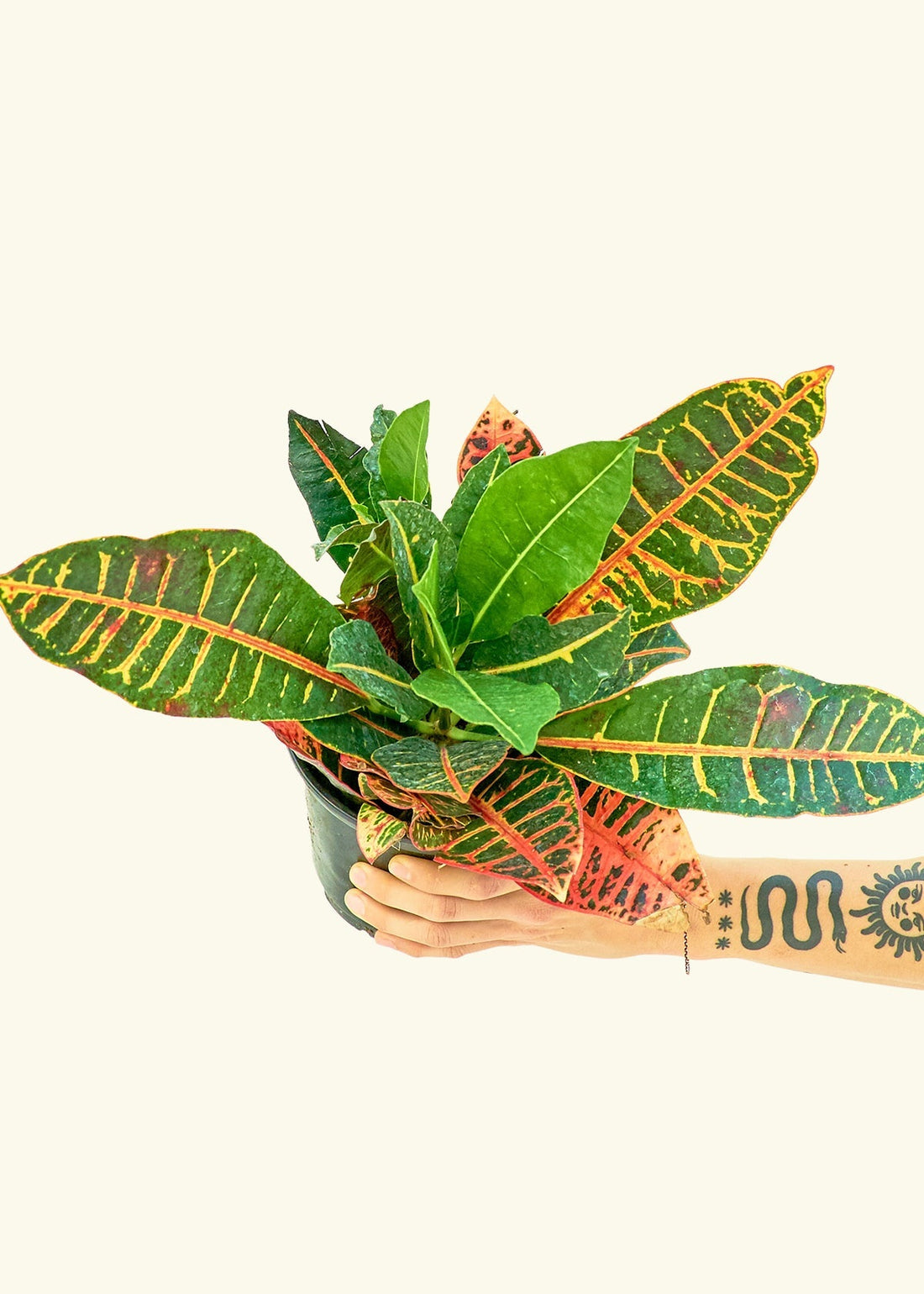 Medium Croton &