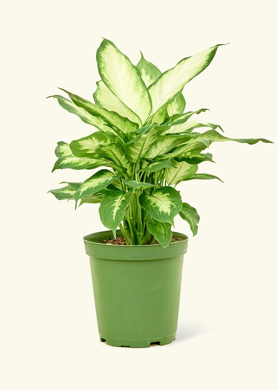 Medium Dieffenbachia &