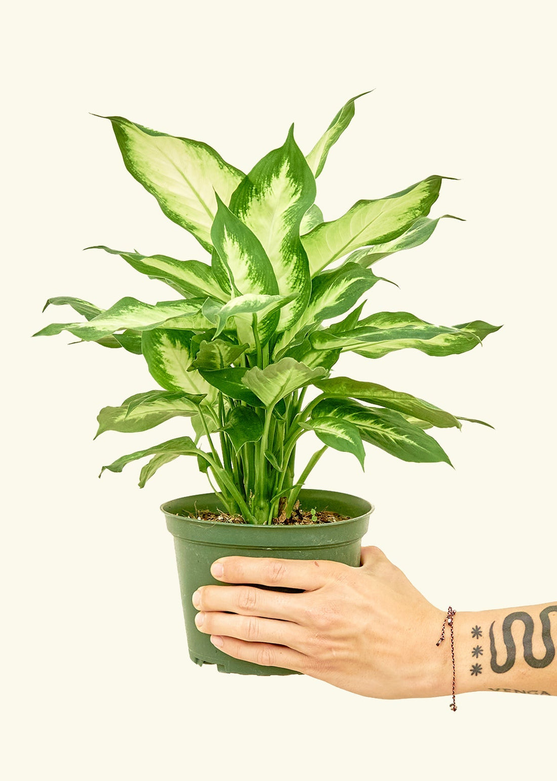 Medium Dieffenbachia &