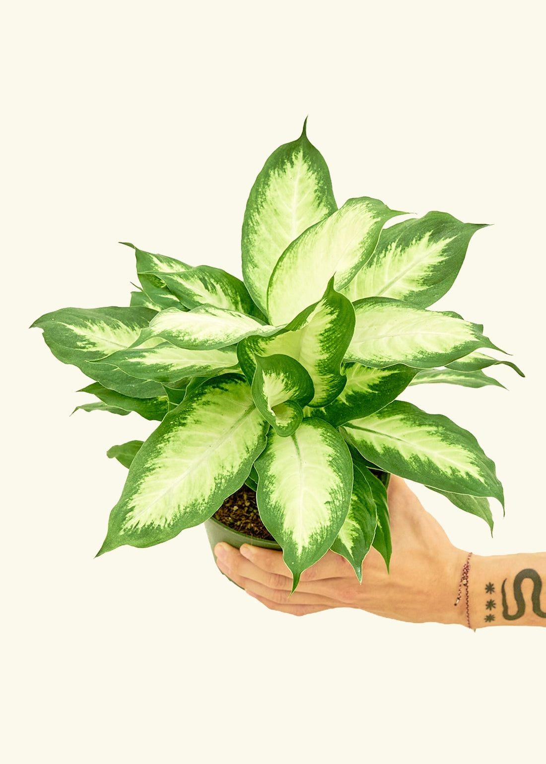 Medium Dieffenbachia &