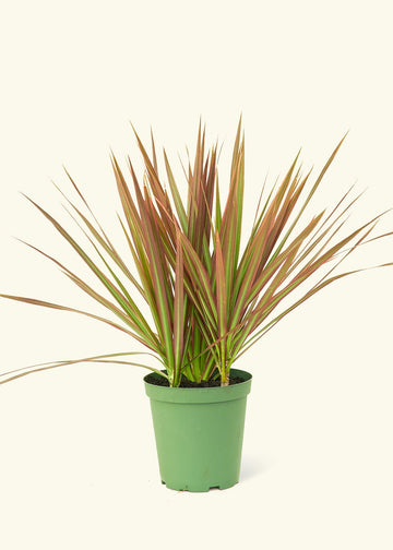 Medium Bicolor Dragon Tree in a grow pot.