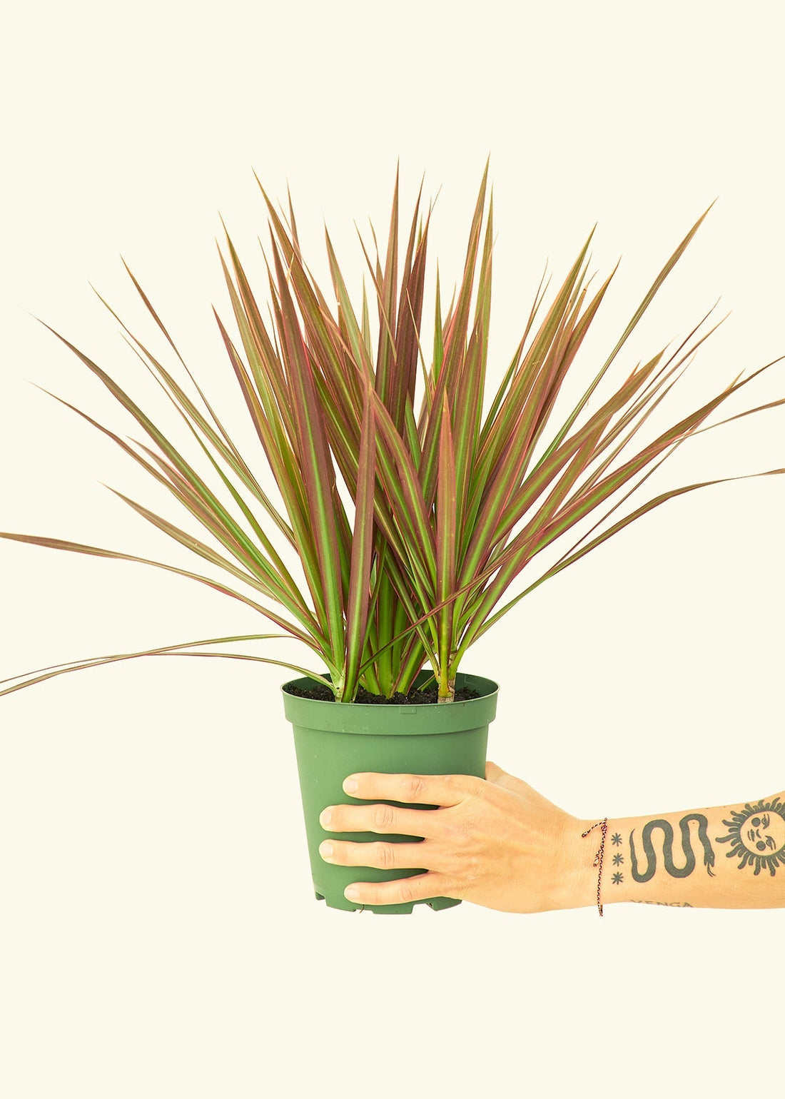 Medium Bicolor Dragon Tree in a grow pot.